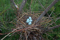 Glossy ibis (Pleagadis falcinellus) nest with eggs, Scamandre Marsh, Camargue, France, June.