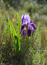 Crimean iris (Iris chamaeiris) flowers in spring in garrigue habitat, Alpilles, France. April.