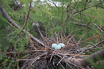 Glossy ibis (Plegadis falcinellus) egg in nest, in Tamarisk (Tamarix sp.) Scamandre Nature Reserve, Camargue, France, May.