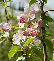 Apple (Malus pumila) blossom in organic orchard, Arles, Camargue, France, April.