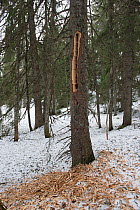 Spruce (Picea abies) wood on ground after Black woodpecker (Dryocopus martius) has been drilling trunk for prey. Jura Mountains, Switzerland, March