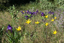 Woodland tulip (Tulipa sylvestris) and Crimean iris (Iris chamaeiris) flowers and Irises, Alpilles, France. April.