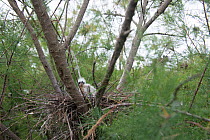 Little egret (Egetta garzetta) nest with chicks in Tamarisk (Tamarix) woodland, Scamandre, Camargue, France, May.