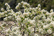 Serviceberry shrub (Amelanchier ovalis) in flower, Canyon d'Oppedette. Haute Provence. France.