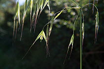 Sterile oat (Avena sativa sterilis) Lecque, Alpilles, Provence, France.