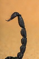 Asian forest scorpion (Heterometrus longimanus) close up of tail. Captive.