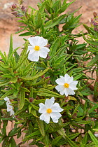 Montpellier cistus (Cistus monspeliensis) La Gomera, Canary Islands.