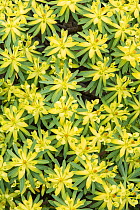 Berthelot's spurge (Euphorbia berthelotii) La Gomera, Canary Islands. Endemic to La Gomera.