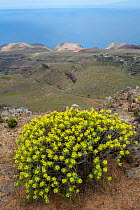 Berthelot's spurge (Euphorbia berthelotii) La Gomera, Canary Islands. Endemic to La Gomera.