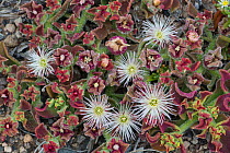 Succulent (Mesembryanthemum crystallinum) La Gomera, Canary Islands.