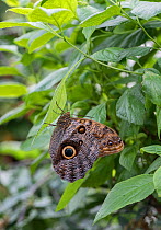 Owl butterfly (Caligo memnon) captive, occurs in  Central and South America.