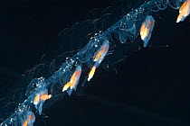 Siphonophore (Nanomia cara) close up of coiled tentacles, Gulf of Maine, Atlantic ocean. Epipelagic species found up to 300m depth.