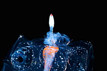 Siphonophore (Namonia) close up of anterior end of a colony with typical pneumatophore with red pigmented apex, From the Gulf of Maine, Atlantic Ocean. Epipelagic species found up to 300m depth.