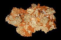 Leesburg Limestone Conglomerate from Frederick county Maryland, USA. Consists of fragments of lower Paleozoic limestone, dolomitic limestone, quartzite, quartz, schist, slate, and greenstone in a clay...