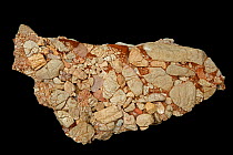 Leesburg Limestone Conglomerate from Frederick county Maryland, USA. Consists of fragments of lower Paleozoic limestone, dolomitic limestone, quartzite, quartz, schist, slate, and greenstone in a clay...
