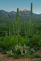 Saguaro cactus (Carnegiea gigantea) and Prickly pear cactus (Opuntia) Sonoran Desert, Arizona, USA.