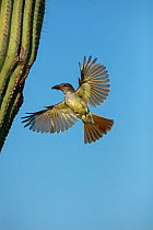 Ash-throated flycatcher (Myiarchus cinerascens) bringing food to nest in saguaro cactus, Sonoran Desert , Arizona, USA, July.