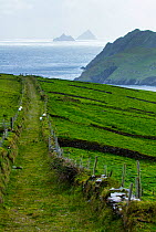 Strip farming on the Skellig Islands, Puffin Island, County Kerry, Republic of Ireland. September 2015.