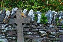 Ballinskelligs Priory, Iveragh Peninsula, County Kerry, Republic of Ireland. September 2015.