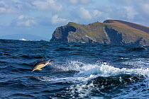 Short-beaked common dolphin (Delphinus delphis) at Bray Head, Valentia Island, Ring of Kerry, Iveragh Peninsula, County Kerry, Republic of Ireland. September 2015.