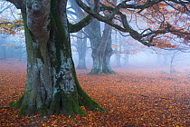 Beech forest (Fagus sylvatica), Urbasa Natural Park, Navarra, Spain, Europe. October 2015.