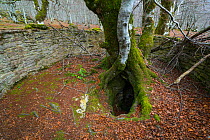 Twisted hollow of Beech tree (Fagus sylvatica), Urbasa Natural Park, Navarra, Spain, Europe