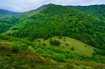 Forested  hillside in Tuneles de la Engana, Vega de Pas, Valles Pasiegos, Cantabria, Spain, Europe. May 2015.