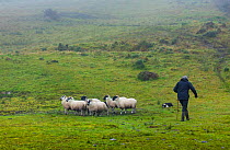 Famer herding sheep at sheepdog trial in Caitins, Kells Area, Ring of Kerry, Iveragh Peninsula, County Kerry,Republic of Ireland. September 2015.