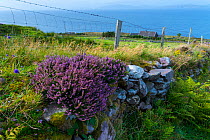 Purple heather (Calluna vulgaris) on coastal wall, Kells Seaside Area, Iveragh Peninsula, County Kerry, Republic of Ireland. September 2015.