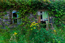 Abandoned cottage, Iveragh Peninsula, County Kerry, Republic of Ireland. September 2015.