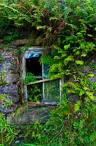 Broken window overgrown with ferns, Iveragh Peninsula, County Kerry, Republic of Ireland. September.
