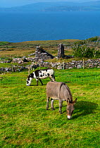 Donkeys grazing in Kells Seaside Area, Iveragh Peninsula, County Kerry, Republic of Ireland. September.