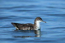 Persian shearwater (Puffinus persicus) on the water, Oman, November