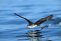 Persian shearwater (Puffinus persicus) running over water to take flight, Oman, November