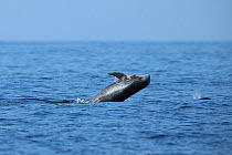 Risso's dolphin (Grampus griseus) breaching, Oman, November