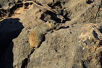 Rock hyrax (Procavia syriaca) amongst rocks, Oman, February