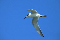 Sandwich tern (Thalasseus sandvicensis) in flight, Oman, November