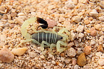 Scorpion (Hottentotta jayakari) February, Oman