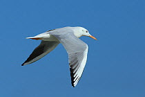 Slender billed gull (Chroicocephalus genei) in flight, Oman, November