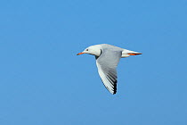 Slender billed gull (Chroicocephalus genei) adult in flight, Oman, December