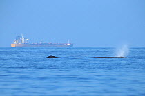 Sperm whale (Physeter macrocephalus) with tanker in background, Oman, November