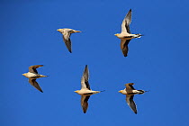Spotted sandgrouse (Pterocles senegallus) flock in flight, Oman, January