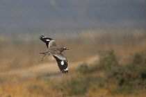 Spotted thick knee (Burhinus capensis) in flight, Oman, January