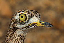 Spotted thick knee (Burhinus capensis) close up of head, Oman, January