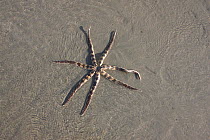 Starfish (Luidia savignyi) upperside, in shallow water on beach, Oman, December