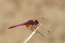 Violet dropwing dragonfly (Trithemis annulata) male, November, Oman