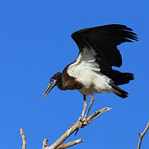 Abdim's stork (Ciconia abdimii) stretching wings from perch, Oman, February