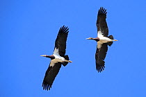 Abdim's stork (Ciconia abdimii) two in flight, Oman, February