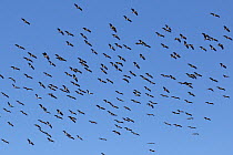 Abdim's stork (Ciconia abdimii) flock in flight, Oman, February