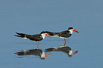 African skimmers (Rynchops flavirostris) two in shallow water along the beach, Oman, February